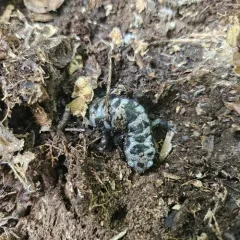 Marbled Salamander thumbnail 4