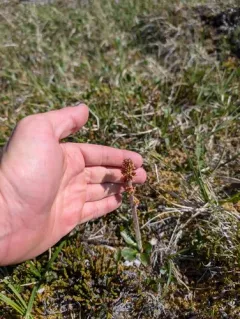 hawkweed-leaved saxifrage thumbnail 3