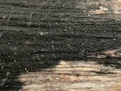 Anteaglonium globosum thumbnail 2