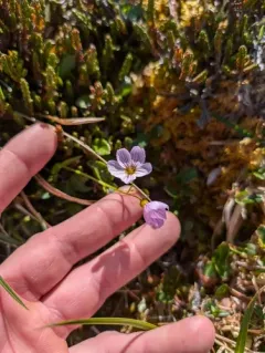 Alaska Springbeauty thumbnail 4