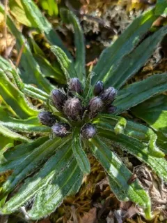 Narrowleaf Saw-wort thumbnail 3