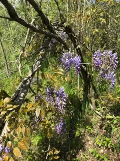 Chinese wisteria thumbnail 3