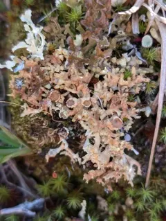 Frosted Finger Lichen thumbnail 4