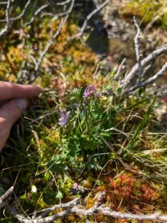 Few-flower Corydalis thumbnail 4