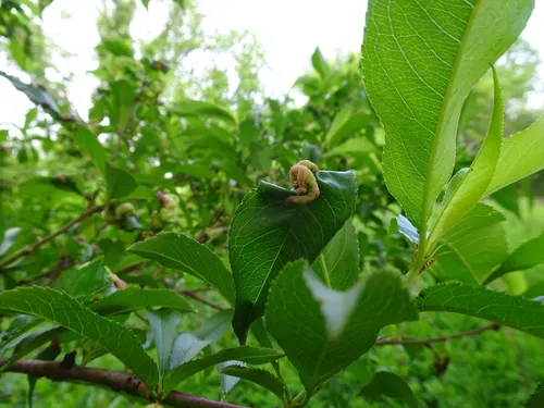 Peach Leaf Curl
