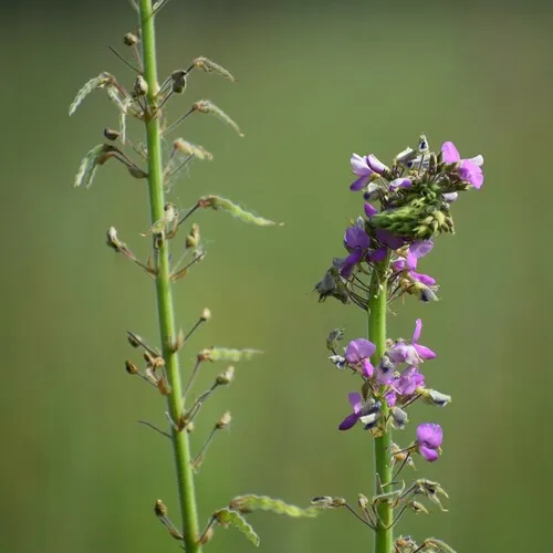 Illinois tick-trefoil
