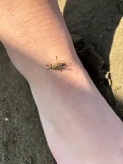 Tabanus nigrovittatus thumbnail 2