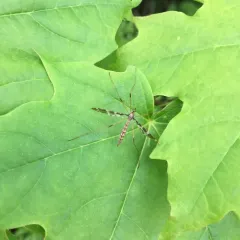 Band-winged Crane Fly thumbnail 4