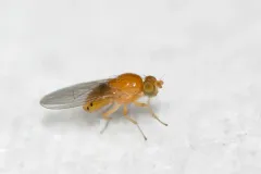 Sapromyza rotundicornis thumbnail 1