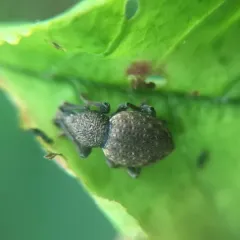Otiorhynchus raucus thumbnail 2