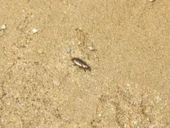 Cheyenne Riverbank Ground Beetle thumbnail 4