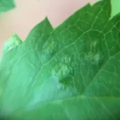 Pearleaf Blister Mite thumbnail 3