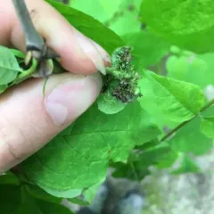 Ash Flower Gall Mite thumbnail 2