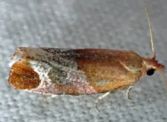 Epinotia madderana thumbnail 4