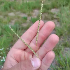 Thin Paspalum thumbnail 2