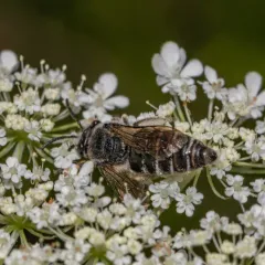 Sumac Cellophane Bee thumbnail 4