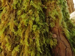 Pseudisothecium cardotii thumbnail 1