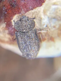 Calitys scabra thumbnail 3