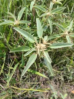 woolly croton thumbnail 2