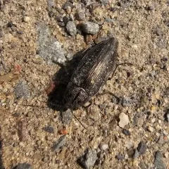 Spotted-belly Buprestid Beetle thumbnail 3