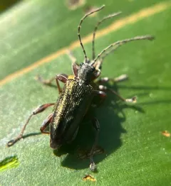 Rugose reed beetle thumbnail 3