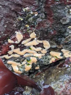 Pacific White Crust thumbnail 4