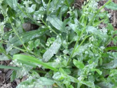 Golovinomyces asperifolii thumbnail 4