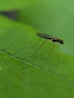 Strongylophthalmyia angustipennis thumbnail 4