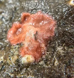 Derby Hat Bryozoan thumbnail 4