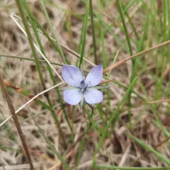 Marsh Felwort thumbnail 4