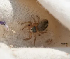 Phidippus pius thumbnail 2