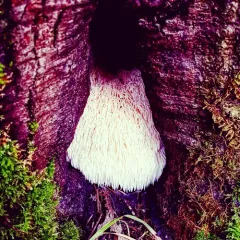 lion's-mane mushroom thumbnail 2