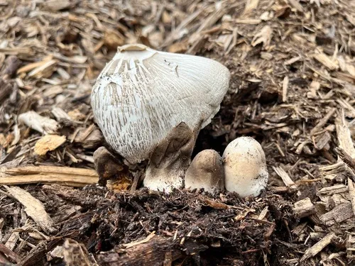paddy straw mushroom