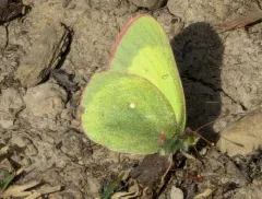 Moorland Clouded Yellow thumbnail 4