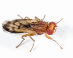 Opomyza petrei thumbnail 2