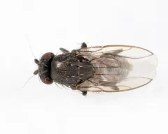 Leptocera erythrocera thumbnail 3