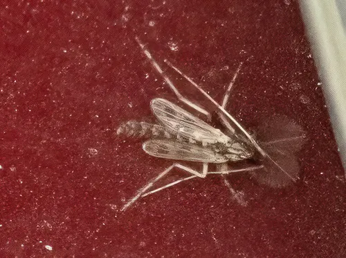 Zavreliella marmorata