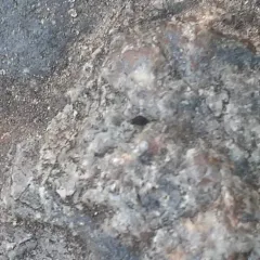 Garden Springtail thumbnail 2