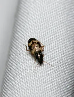 Tetragonoderus fasciatus thumbnail 4
