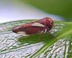Balcanocerus provancheri thumbnail 1