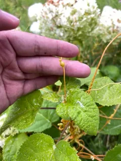 Dodder Gall Weevil thumbnail 2