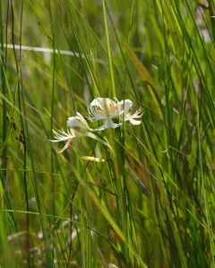 Western Prairie White Fringed Orchid thumbnail 1