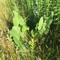 prairie dock thumbnail 2