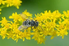 Brittain's Cuckoo Nomad Bee thumbnail 3
