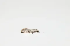 Nemapogon acapnopennella thumbnail 2