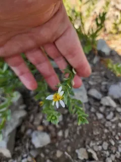 Gorman's Aster thumbnail 4