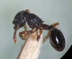 American Mite-eating Ant thumbnail 4