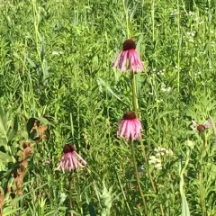 pale purple coneflower thumbnail 3