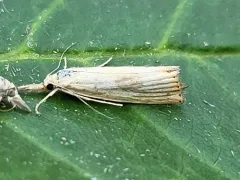 Agriphila plumbifimbriellus thumbnail 3
