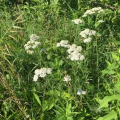 common yarrow thumbnail 4